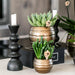 Rød/Gul Spanien Orkidé Med Bee Pot – Blomsterstueplante