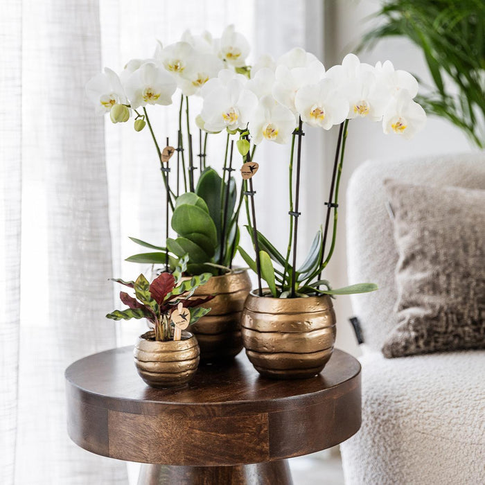 Rød/Gul Spanien Orkidé Med Bee Pot – Blomsterstueplante