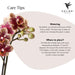 Rød/Gul Spanien Orkidé Med Bee Pot – Blomsterstueplante