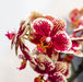 Rød/Gul Spanien Orkidé Med Bee Pot – Blomsterstueplante