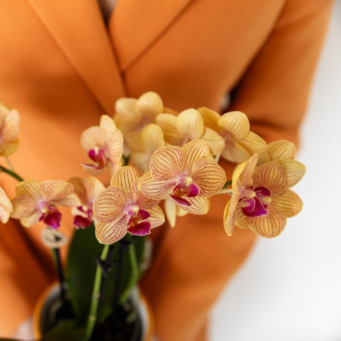 Jamaica Orange Orchid Med Malet Stripe Pot