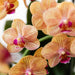 Jamaica Orange Orchid Med Malet Stripe Pot