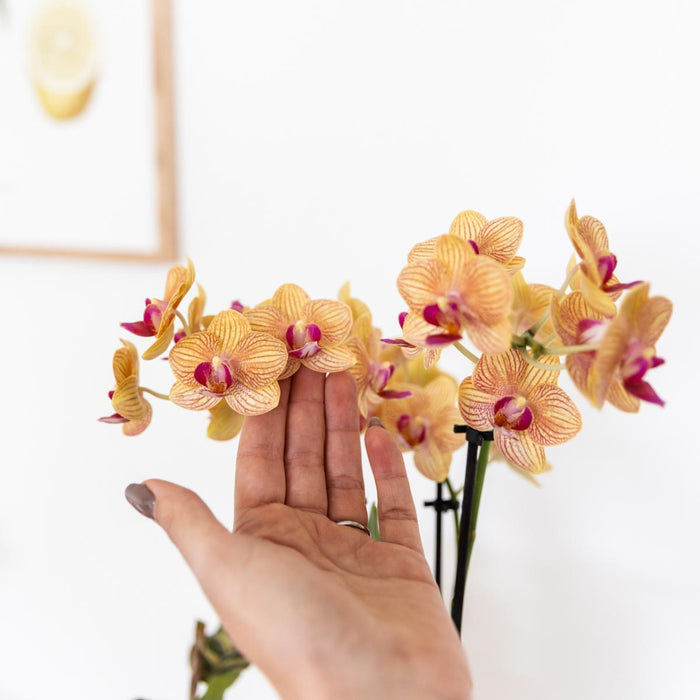 Jamaica Orange Orchid Med Malet Stripe Pot
