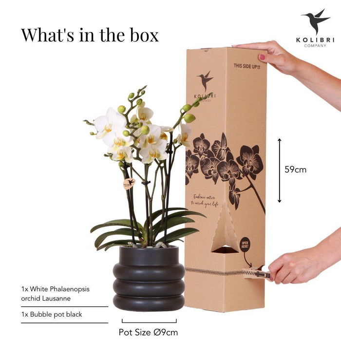 Lausanne Orchid - Black Bubble Pot - White Phalaenopsis