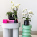 Lausanne Orchid - Black Bubble Pot - White Phalaenopsis