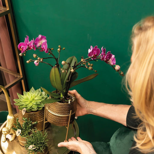 Lilla Orkidé Og Dens Gyldne Plantepotte - Blomstrende Stueplante