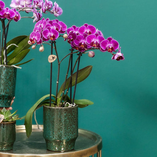 Morelia Orchid | Klassisk Grøn Gryde