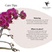 Morelia Orchid | Klassisk Grøn Gryde