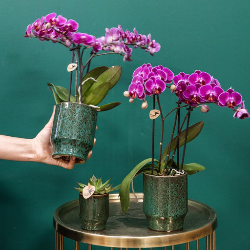 Morelia Orchid | Klassisk Grøn Gryde