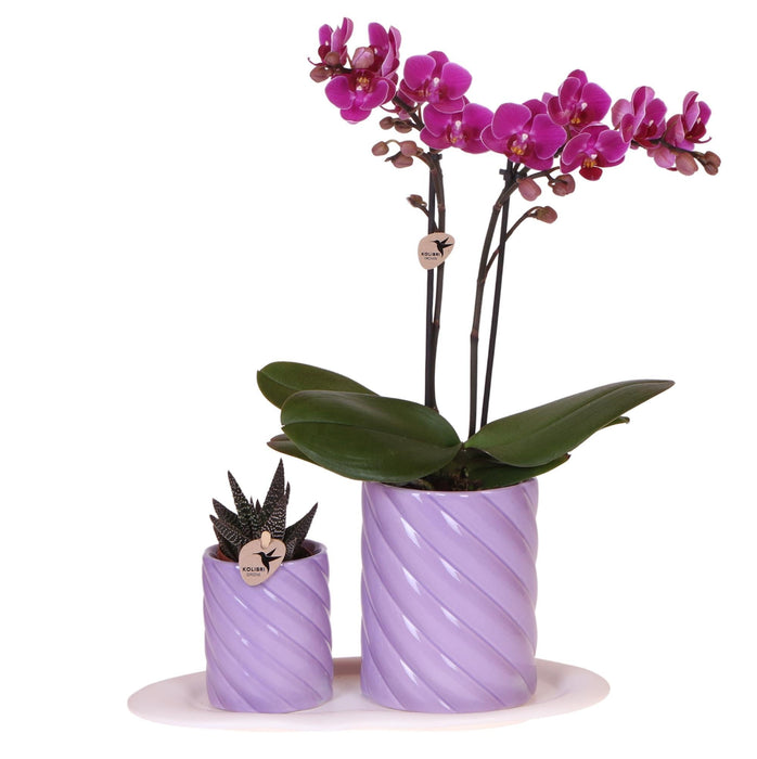 Morelia Orchid Og Grøn Plante I Candy Potter På Bakken