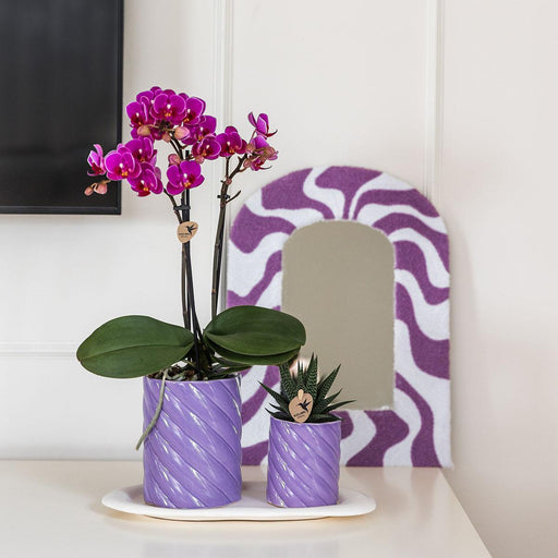 Morelia Orchid Og Grøn Plante I Candy Potter På Bakken