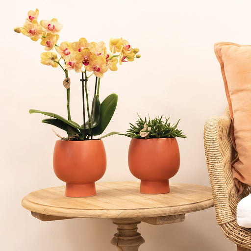Orange Orkidé Og Dens Plantekasse - H35Cm, Ø9Cm