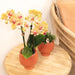Orange Orkidé Og Dens Plantekasse - H35Cm, Ø9Cm