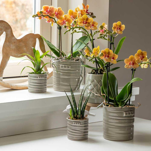 Orange Orkidé Og Dens Plantekasse - H35Cm, Ø9Cm