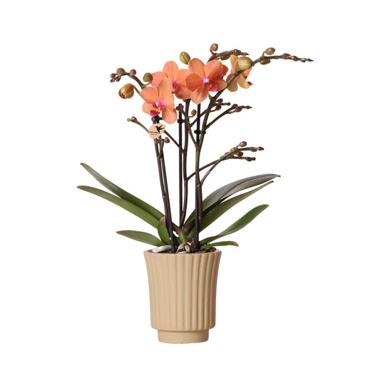 Orange Orchid And Its Khaki Planter - Blomstrende Stueplante