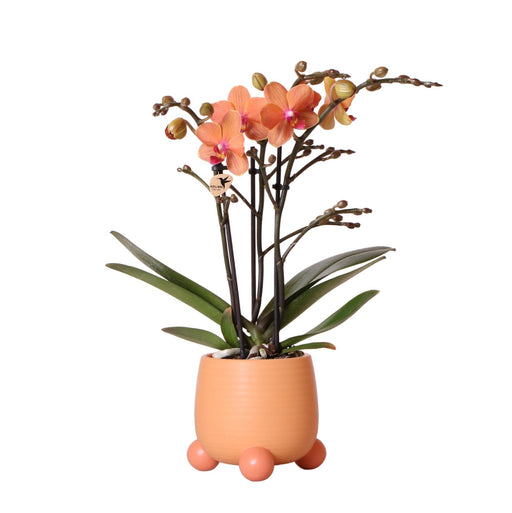 Orange Orkidé Og Dens Fersken Plantekasse - Blomstrende Stueplante