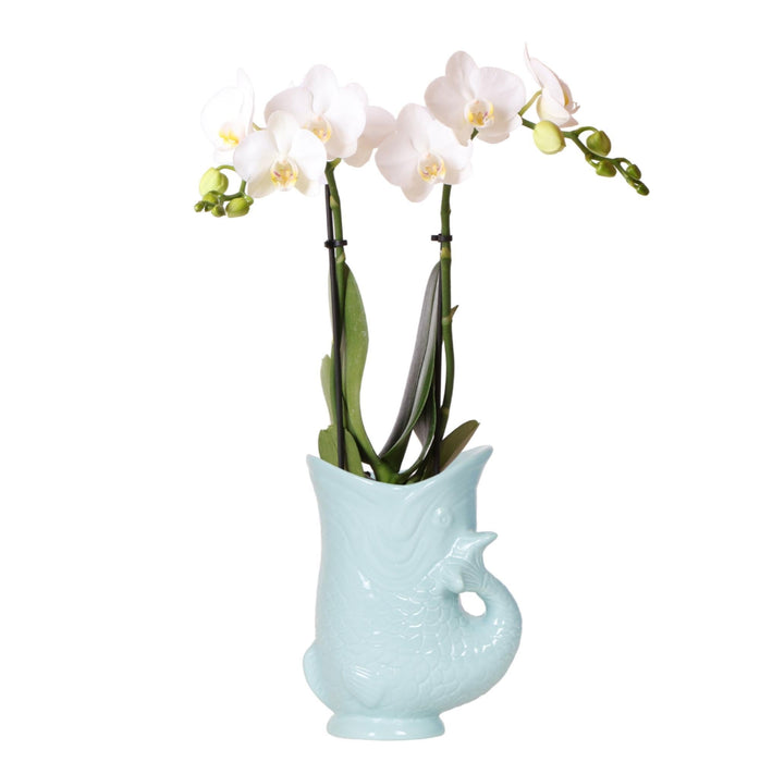 Hvid Phalaenopsis Amabilis Orkidé Med Fisk Turkis Pot