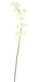 Kunstig Phalaenopsis Orkidé 10 Blomster 160 Cm Hvid