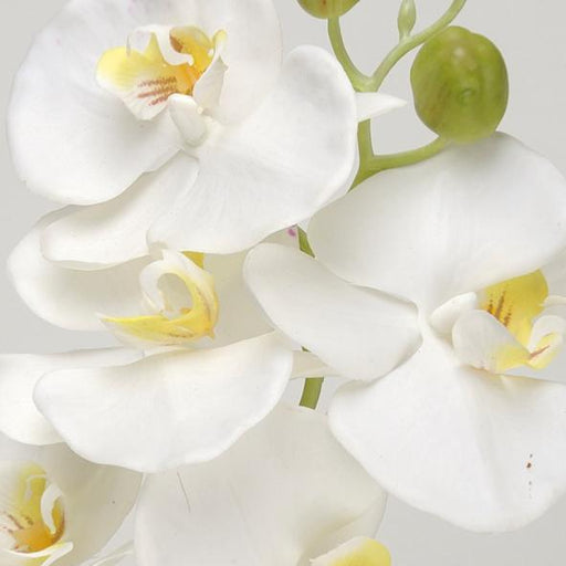 Kunstig Phalaenopsis Orchid 100Cm Hvid Blomst