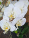 Kunstig Phalaenopsis Orchid 110 Cm Creme