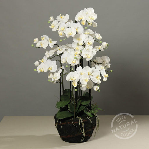 Kunstig Phalaenopsis Orchid 110 Cm Creme