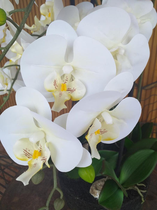 Kunstig Phalaenopsis Orchid 85Cm Creme