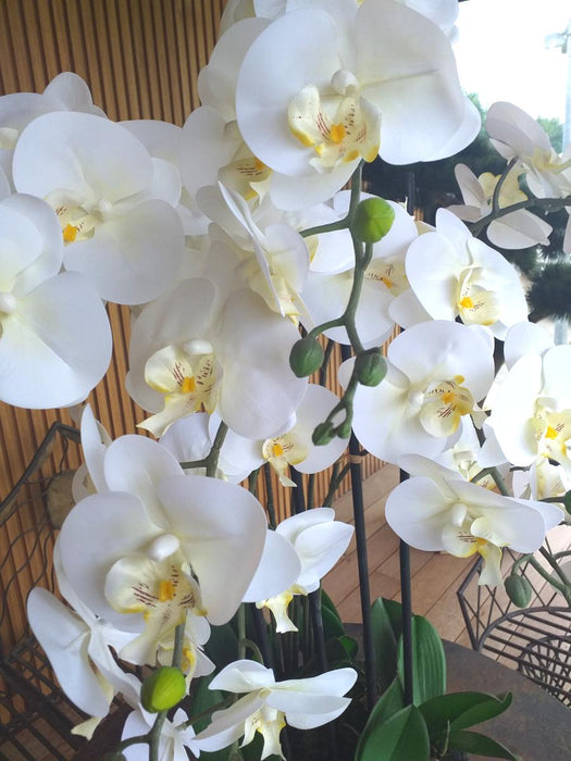 Kunstig Phalaenopsis Orchid 85Cm Creme