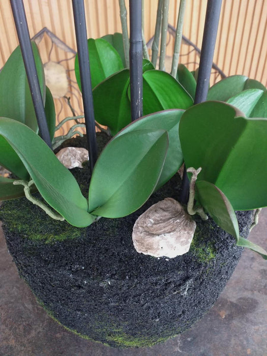 Kunstig Phalaenopsis Orchid 85Cm Creme