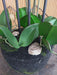 Kunstig Phalaenopsis Orchid 85Cm Creme