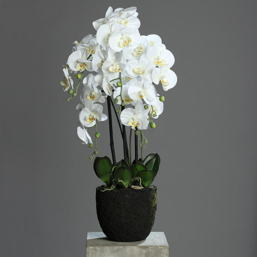 Kunstig Phalaenopsis Orchid 85Cm Creme