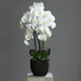 Kunstig Phalaenopsis Orchid 85Cm Creme
