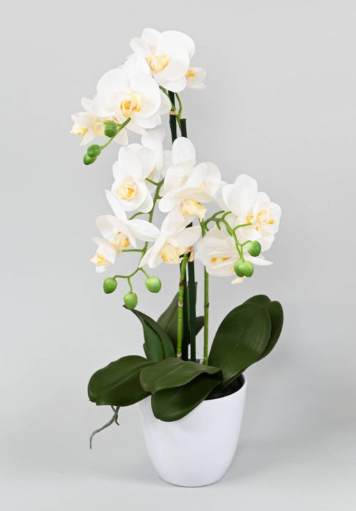 Kunstig Phalaenopsis Orkidé Med Hvid Potte 60Cm
