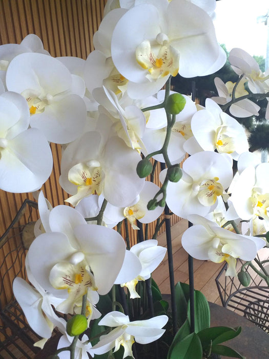 Kunstig Phalaenopsis Orchid H77Cm Creme