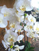 Kunstig Phalaenopsis Orchid H77Cm Creme