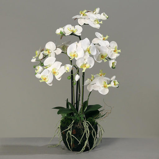 Kunstig Phalaenopsis Orchid H77Cm Creme