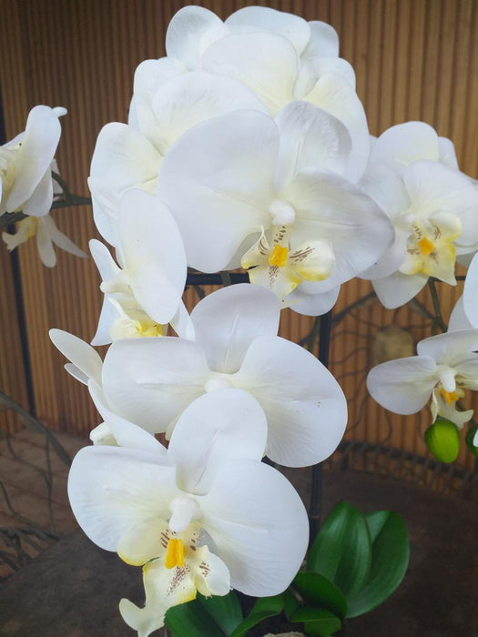 Kunstig Phalaenopsis Orchid H.55 Cm Creme