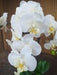 Kunstig Phalaenopsis Orchid H.55 Cm Creme