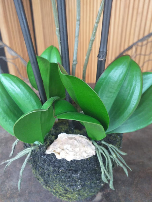Kunstig Phalaenopsis Orchid H.55 Cm Creme