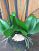 Kunstig Phalaenopsis Orchid H.55 Cm Creme