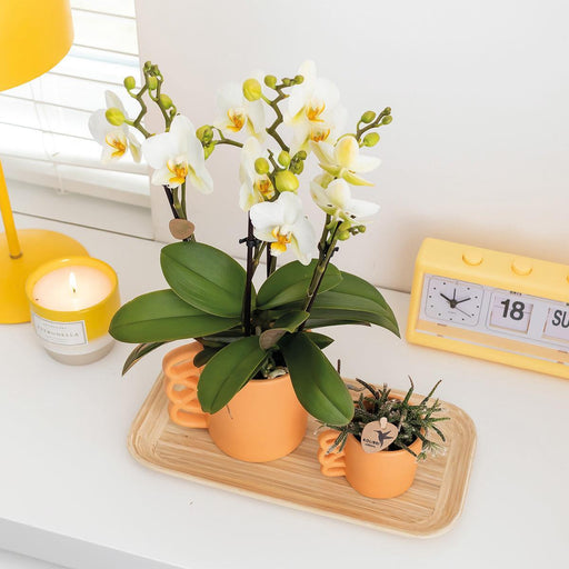 Hvid Phalaenopsis Orkidé Og Dens Ferskenplantekasse - Blomstrende Stueplante