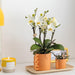 Hvid Phalaenopsis Orkidé Og Dens Ferskenplantekasse - Blomstrende Stueplante