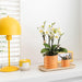 Hvid Phalaenopsis Orkidé Og Dens Ferskenplantekasse - Blomstrende Stueplante