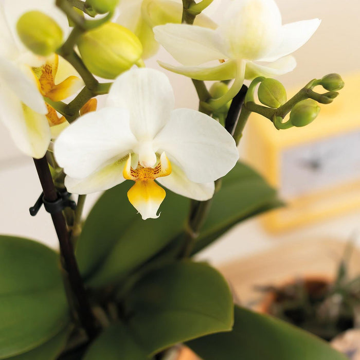 Hvid Phalaenopsis Orkidé Og Dens Ferskenplantekasse - Blomstrende Stueplante