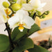Hvid Phalaenopsis Orkidé Og Dens Ferskenplantekasse - Blomstrende Stueplante
