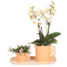 Hvid Phalaenopsis Orkidé Og Dens Ferskenplantekasse - Blomstrende Stueplante