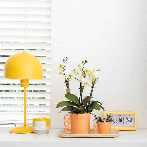 Hvid Phalaenopsis Orkidé Og Dens Ferskenplantekasse - Blomstrende Stueplante