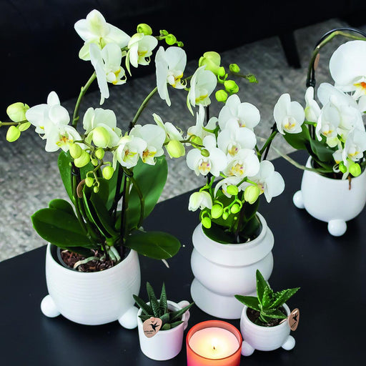 Hvid Phalaenopsis Orchid - Sæt Med 2