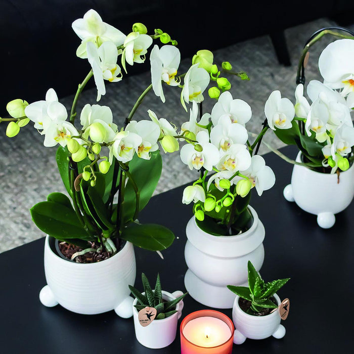 Hvid Phalaenopsis Orchid - Sæt Med 2