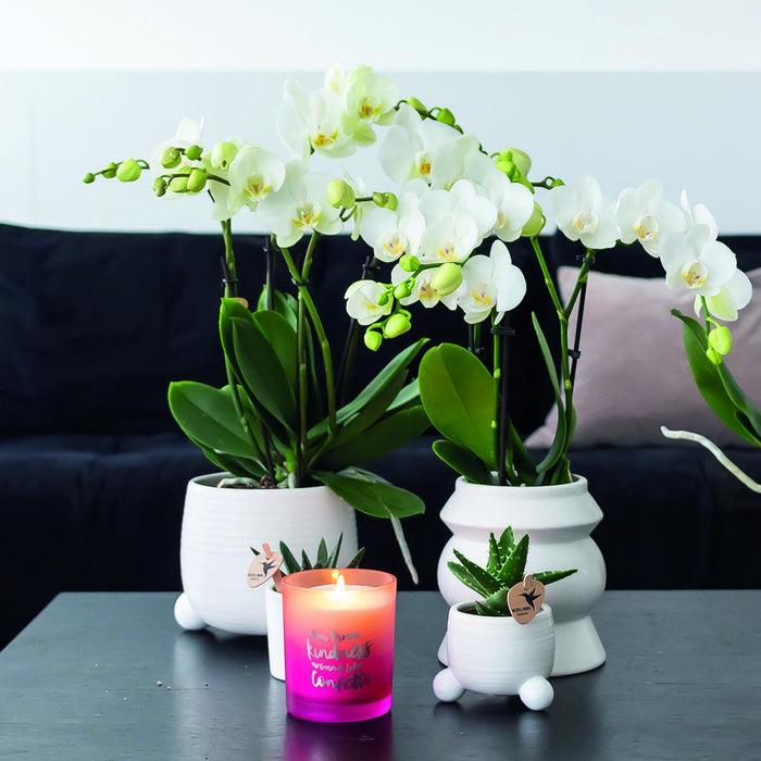 Hvid Phalaenopsis Orchid - Sæt Med 2