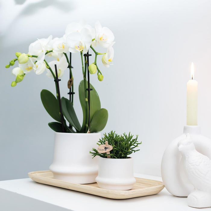 Hvid Phalaenopsis Orchid - Sæt Med 2